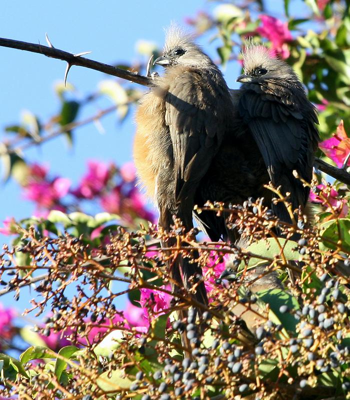 frieda 006.jpg - Moeilik om so te sit en vry....